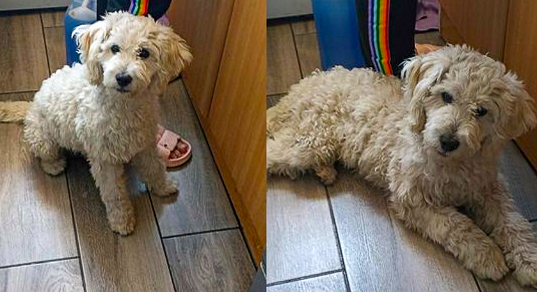 En Pudahuel: Perrito busca a su dueño o un hogar que lo acoja