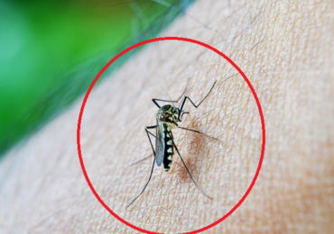 Alerta por mosquito del dengue: especialista explica síntomas de la enfermedad y entrega recomendaciones para las personas que viajen a Brasil