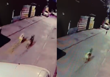 Alerta: Vecinos preocupados por manada de perros violentos en Villa El Arenal de Pudahuel