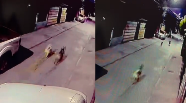 Alerta: Vecinos preocupados por manada de perros violentos en Villa El Arenal de Pudahuel
