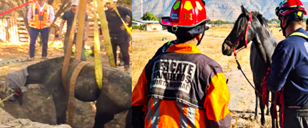 Bomberos rescata yegua que cayó a pozo profundo en Pudahuel rural