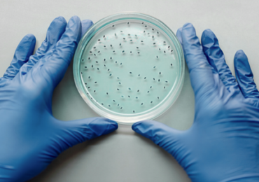 ¿Cómo reconocer una infección por el Streptococcus pyogenes?, la denominada “bacteria come carne”