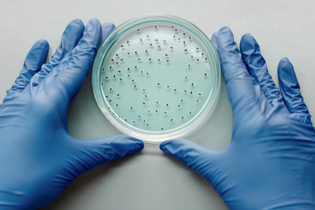 ¿Cómo reconocer una infección por el Streptococcus pyogenes?, la denominada “bacteria come carne”
