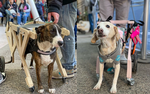 Estudiantes de Duoc UC Plaza Oeste transforman vidas de mascotas con movilidad reducida en emotivo desfile