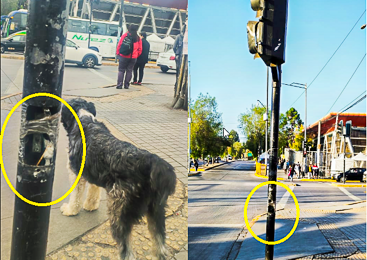 Peligro en Pudahuel: Caja eléctrica sin tapa expone cables en poste de semáforo