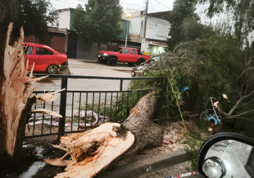 Camión de Coca-Cola derriba frondoso árbol en bandejón central de Pudahuel